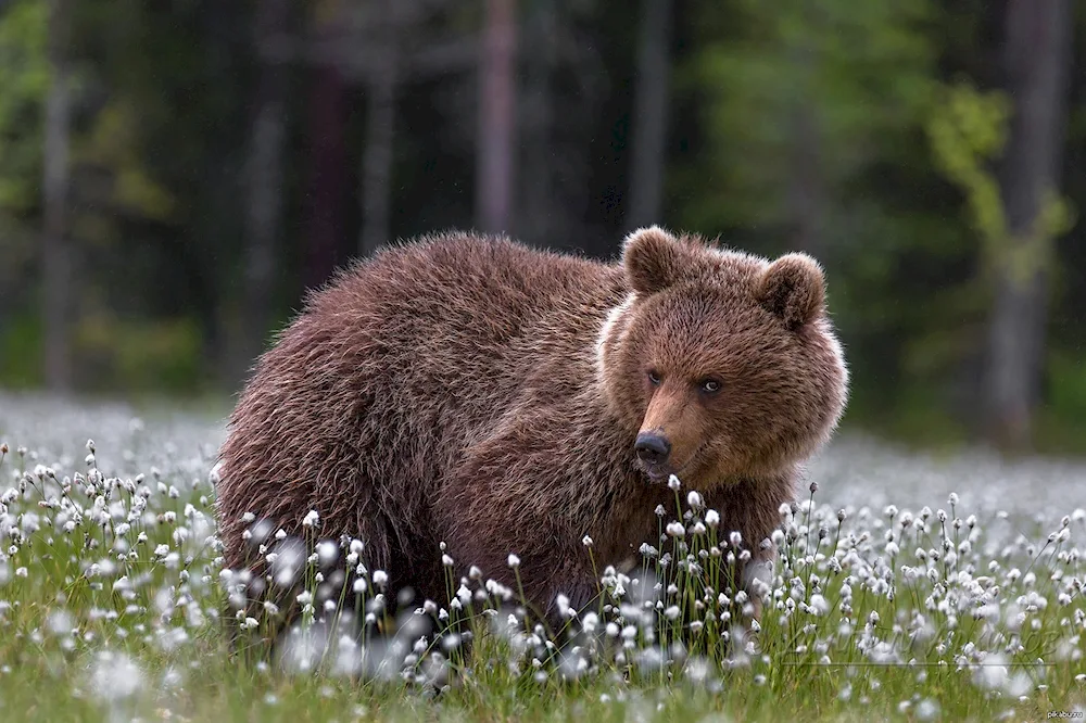 Brown Bear in Karelia