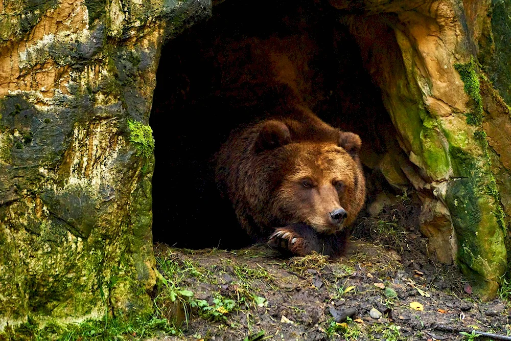 Brown bear in the den in winter