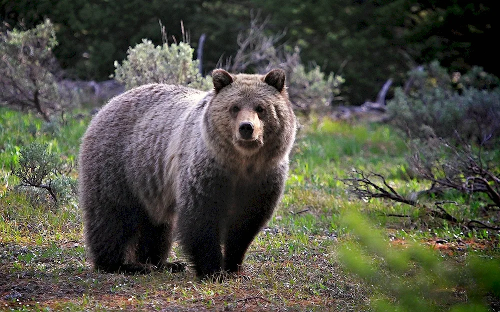 Brown bear in the taiga
