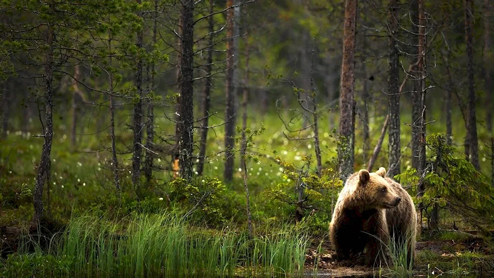 Brown bear in the taiga