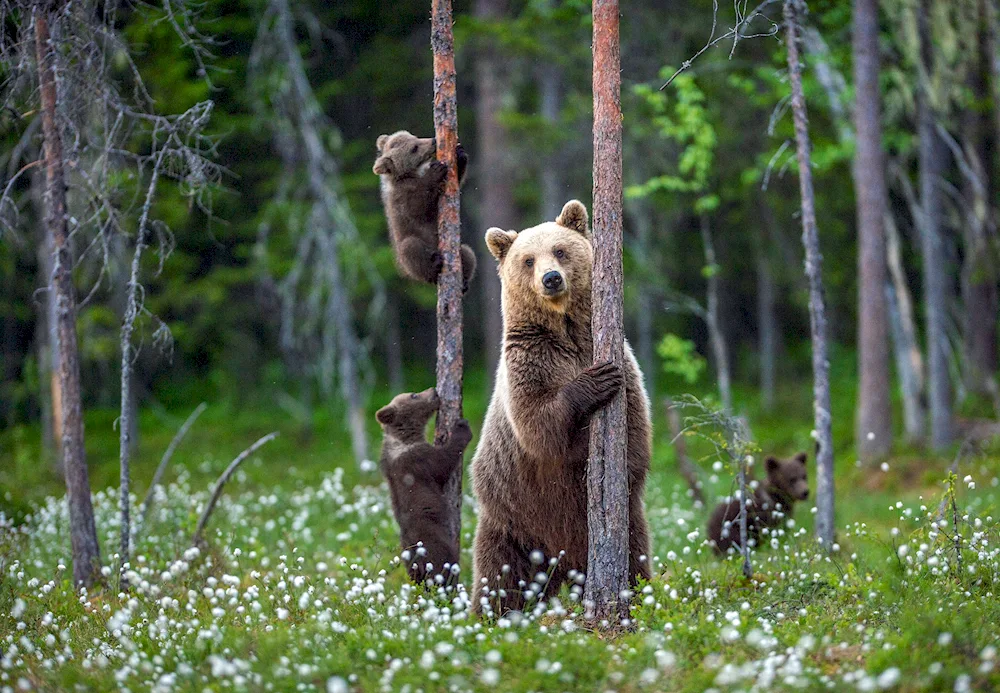 Brown bear in the taiga