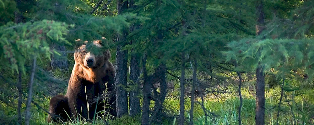 Brown bear in the taiga