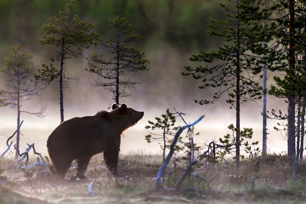 Brown bear in the taiga