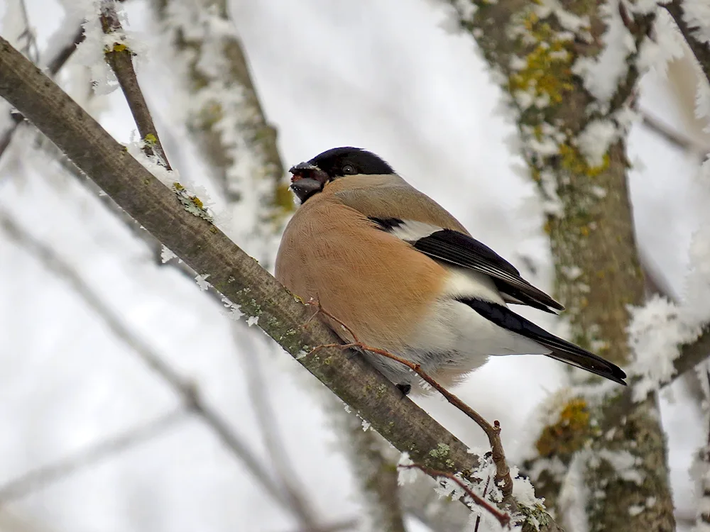 Yellow-backed Bullfinch