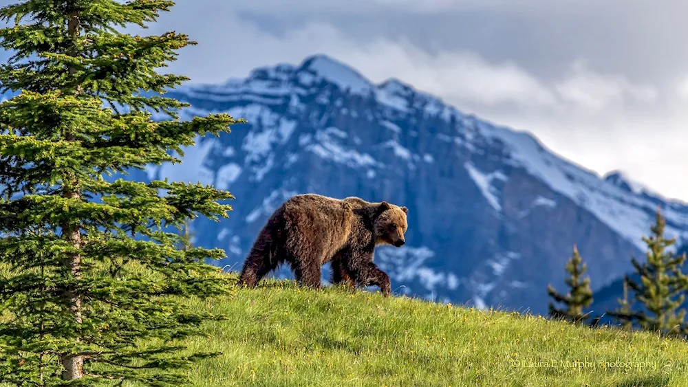 Tian Shan brown bear