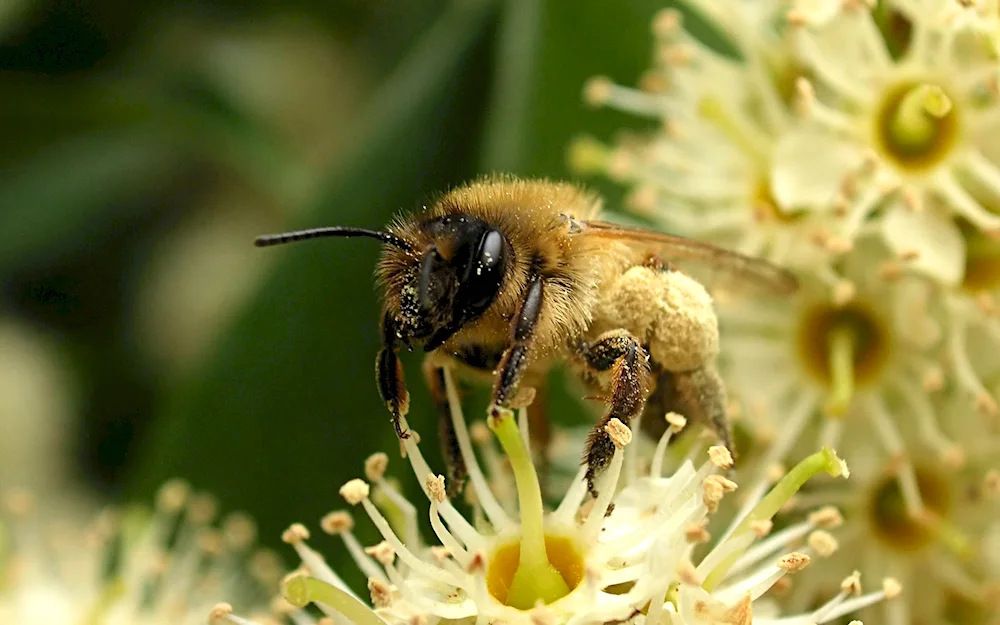 Honey bee. Beekeeping