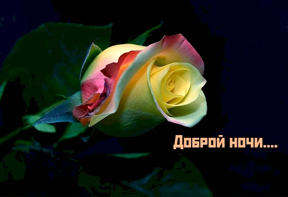 Magical flower