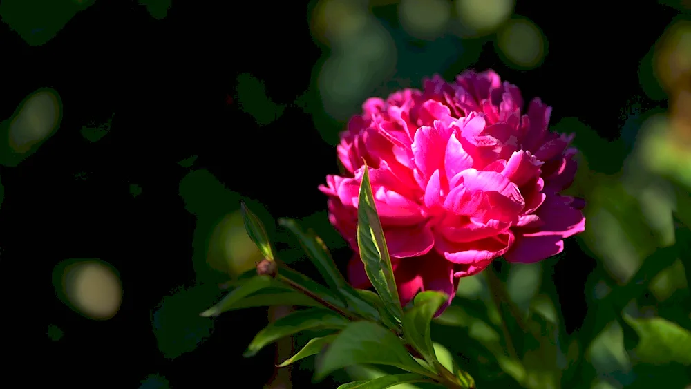 Peony Bud