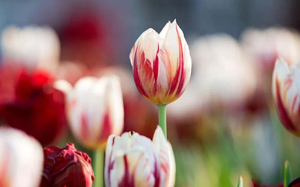 Tulip bouquet