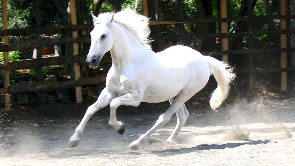 Bucephalus Horse breed