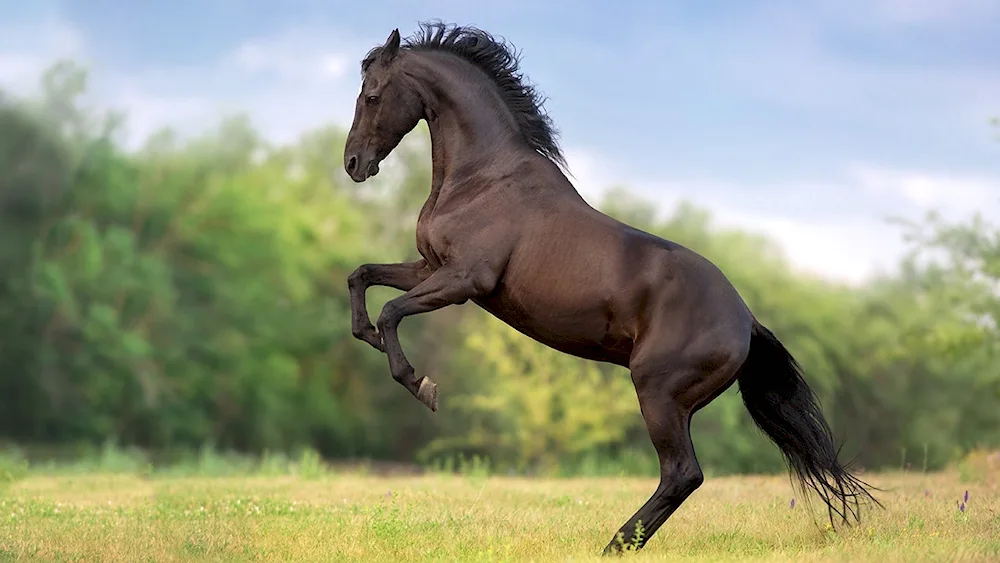Beautiful horses