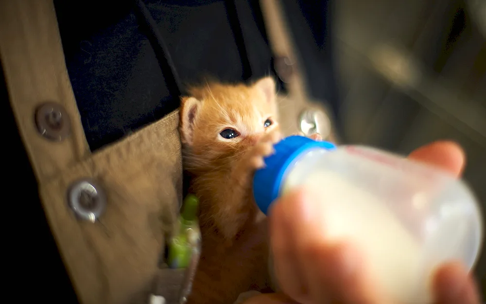 Kitten in a milk bottle for kittens