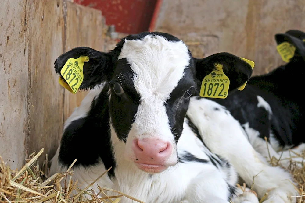 Golstino Friesian breed of cows