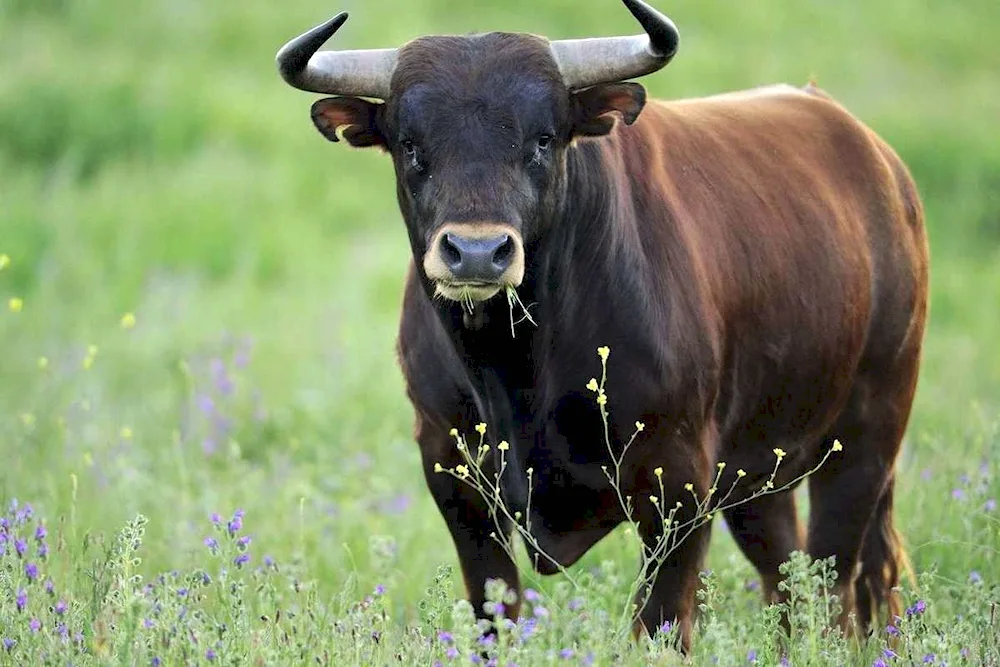 Brown Highland Bull