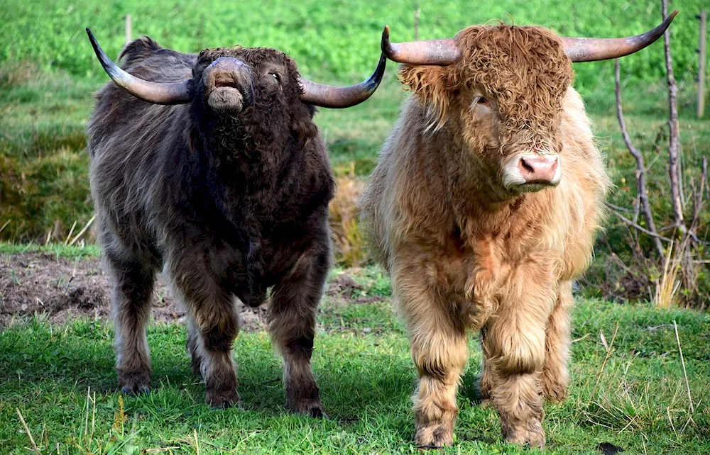 Brown Highland Bull breedsWachusets