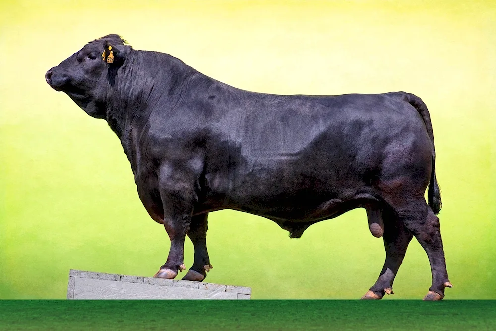 Aberdeen-Angus bull