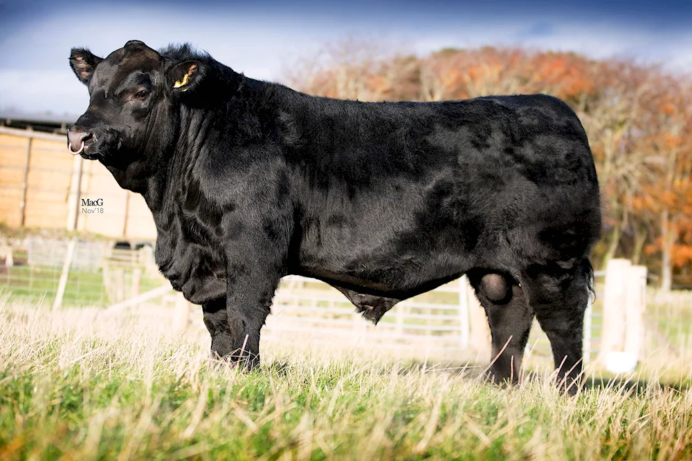 Aberdeen-Angus bulls Angus