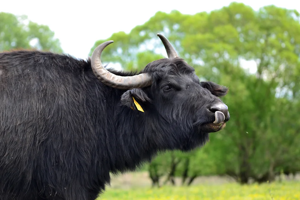 Brown buffalo ox Bison ZUBR yak sheep bull