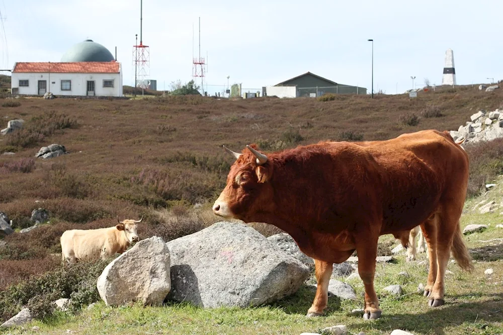 Rustic bull