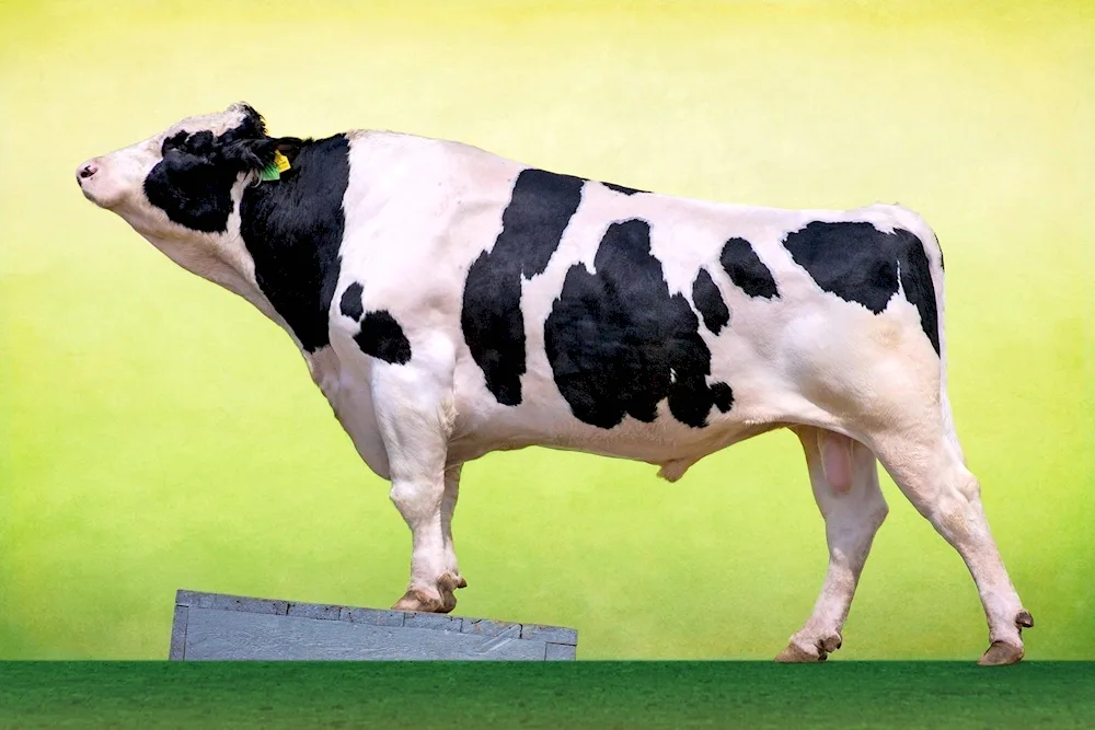 Holstein breed cows