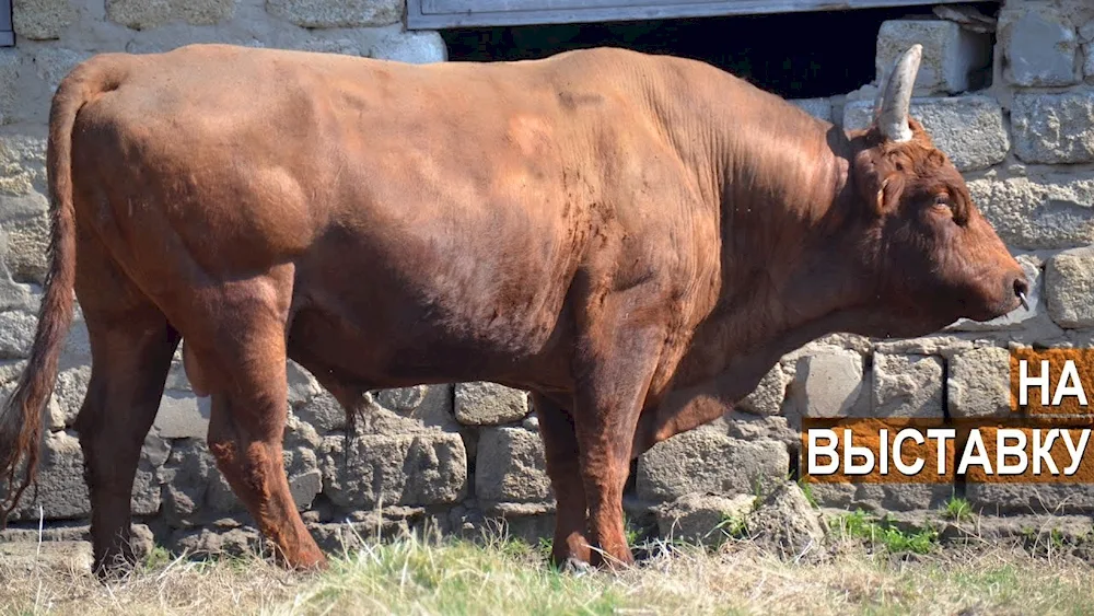 Golstein Friesian cow