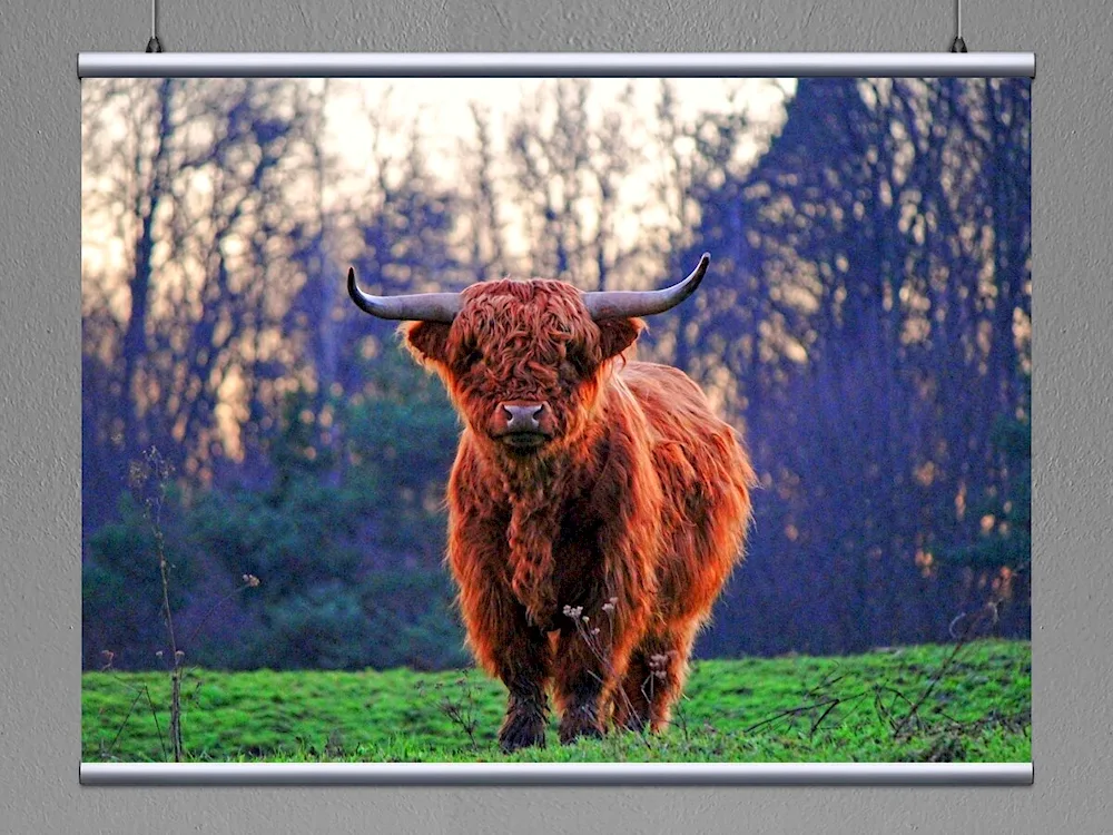 Highland redheaded bull