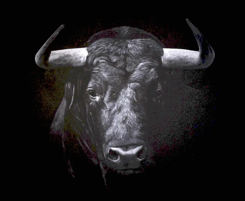 Bull on a black background