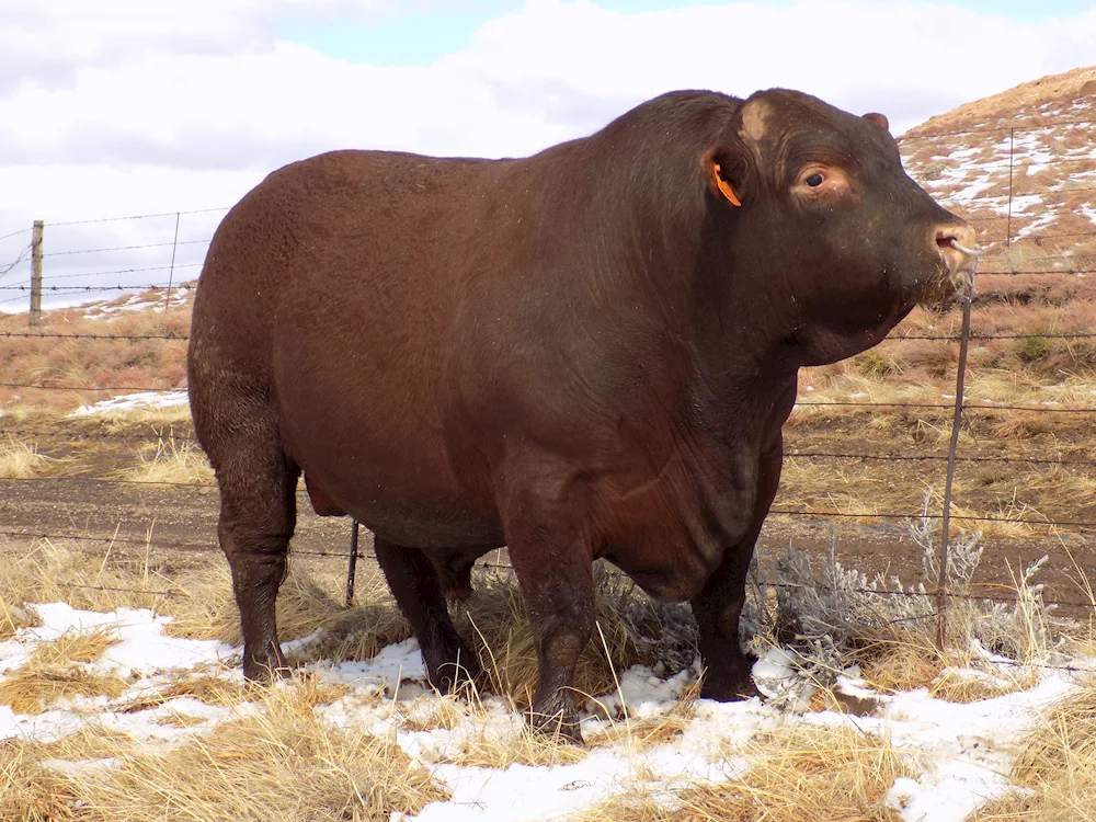 Angus inseminator breed