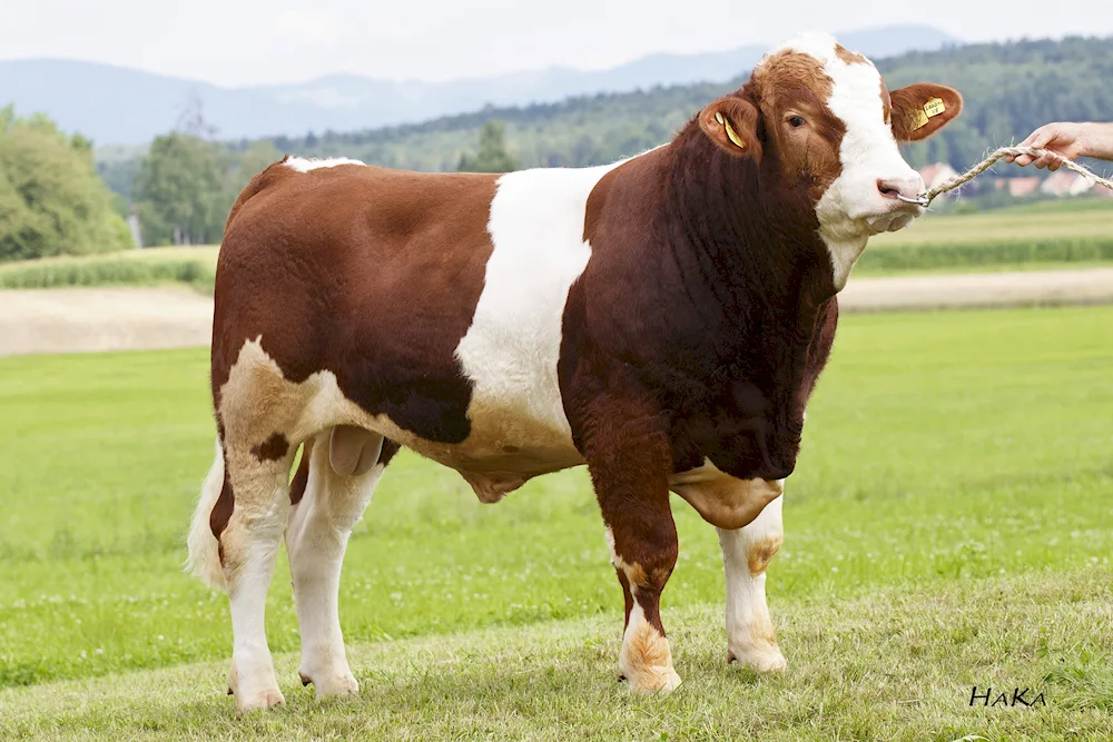 Simmental cattle breed