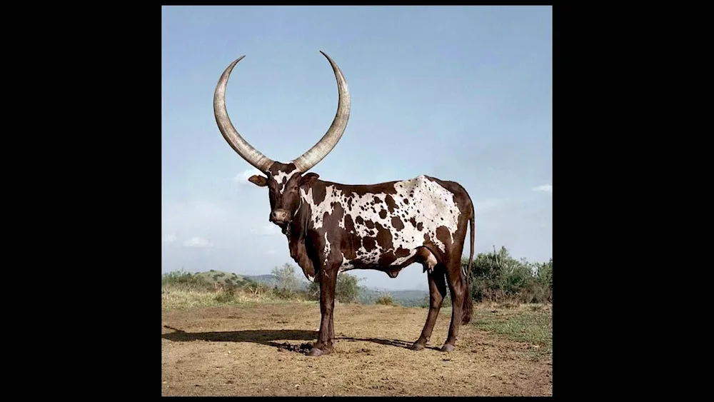 Long-horned Bison