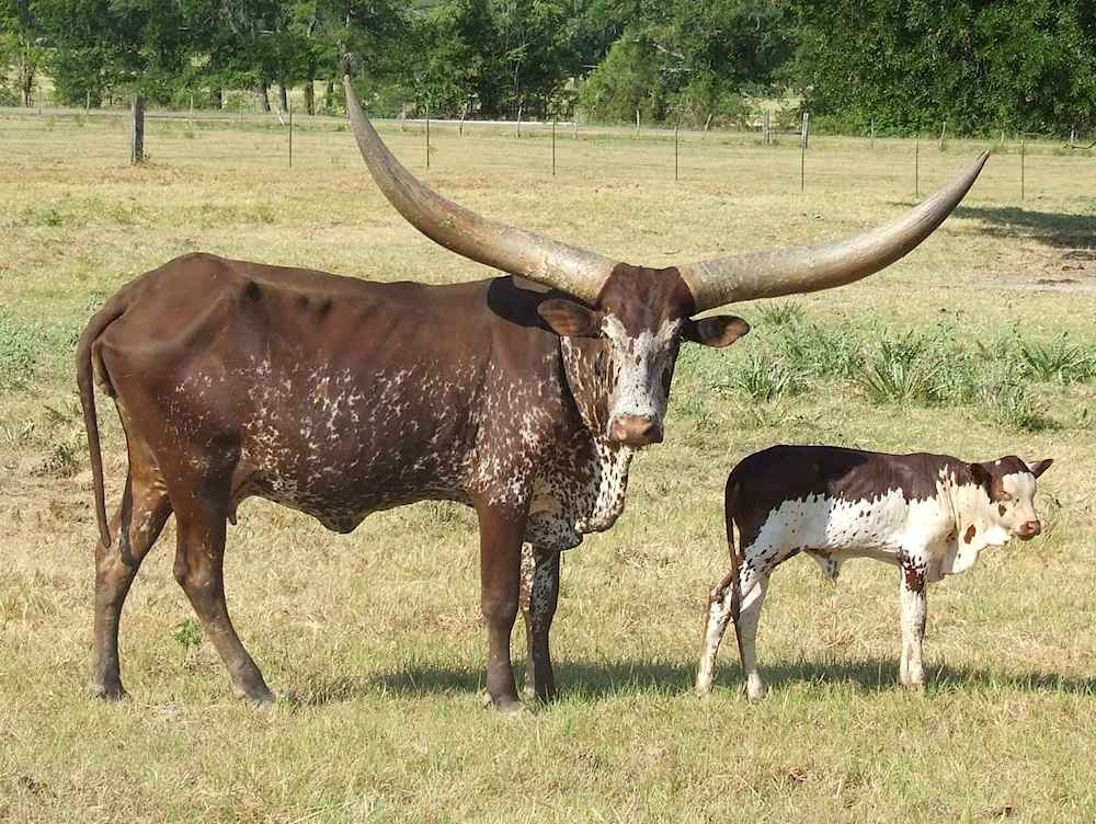 Bison latifrons giant