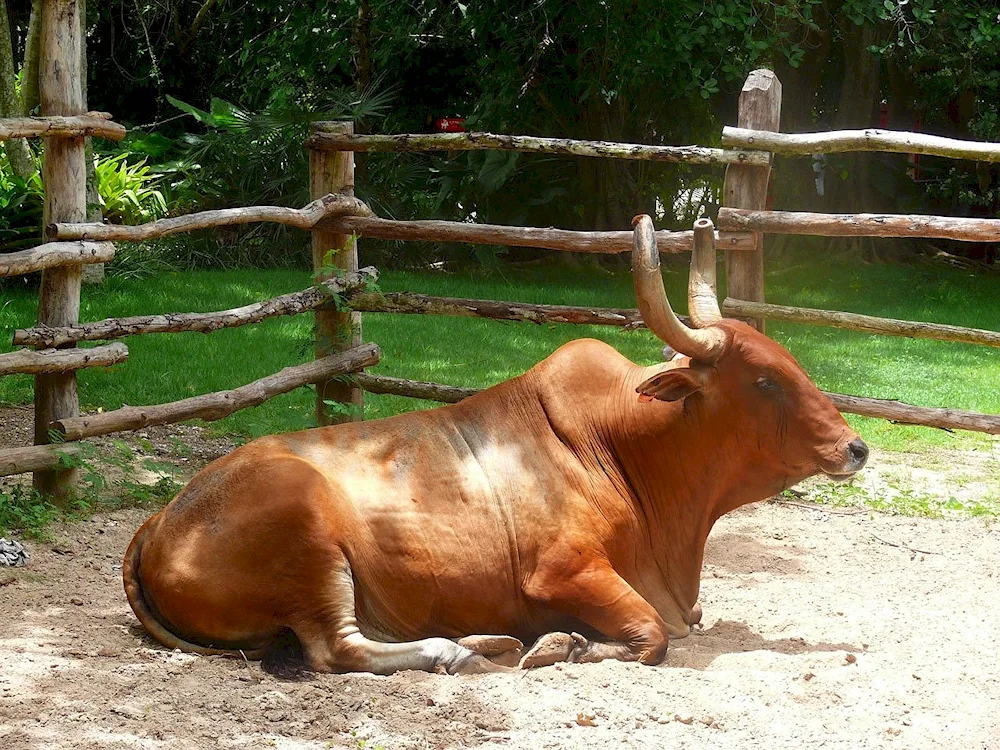 Zebu