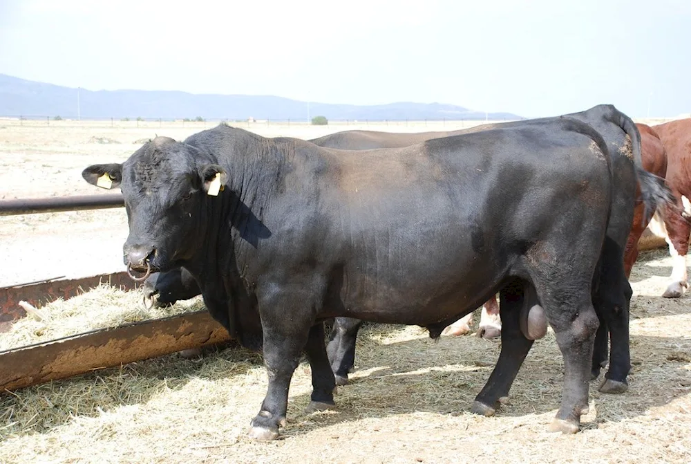 Angus bulls