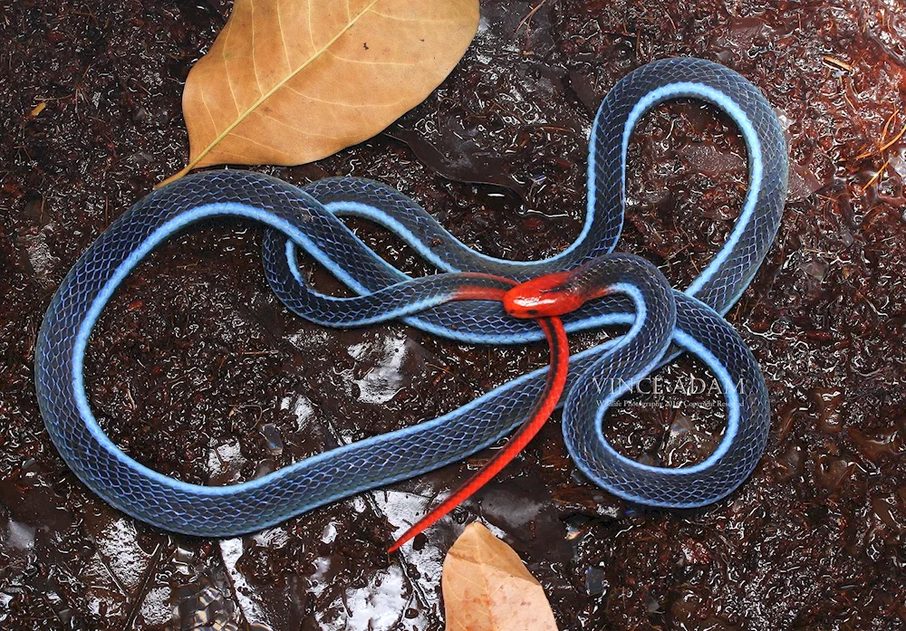 Common viper melanist
