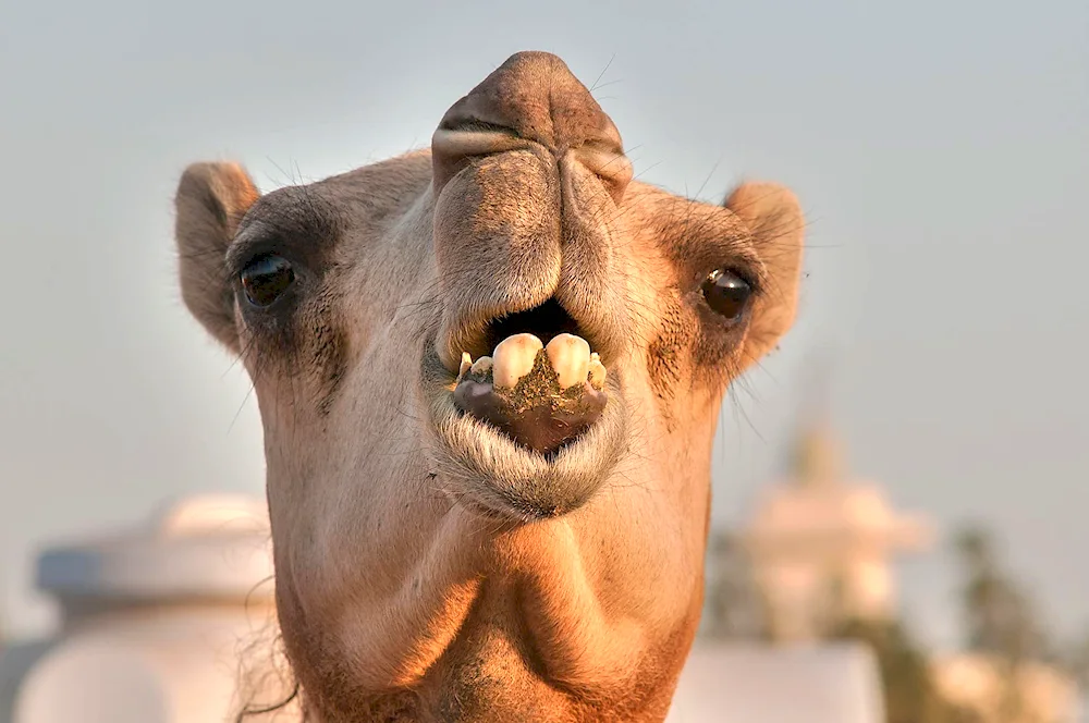Camel camel