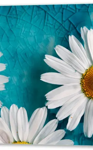 Camomile Chamomile