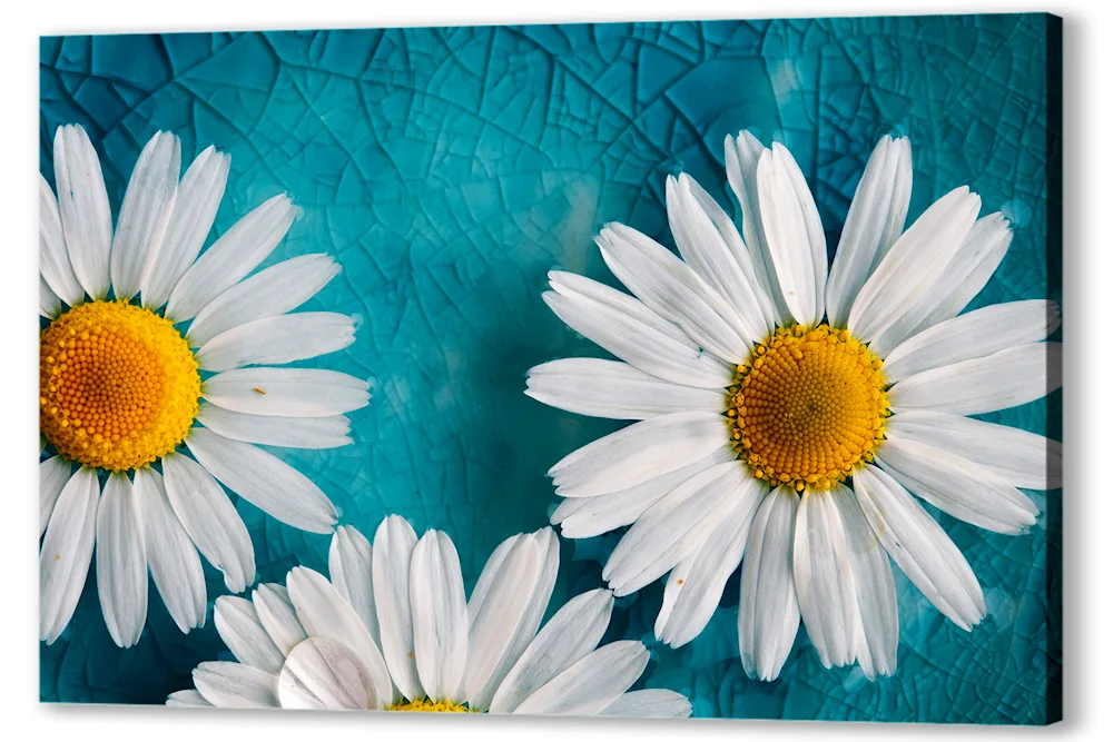 Camomile Chamomile
