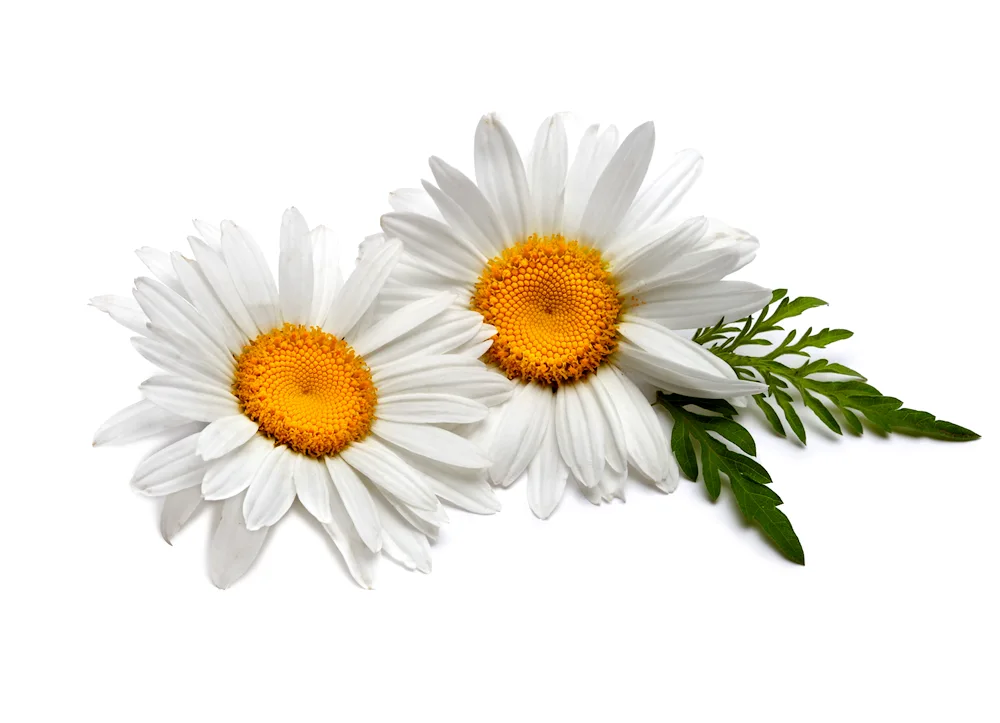 Common Chamomile