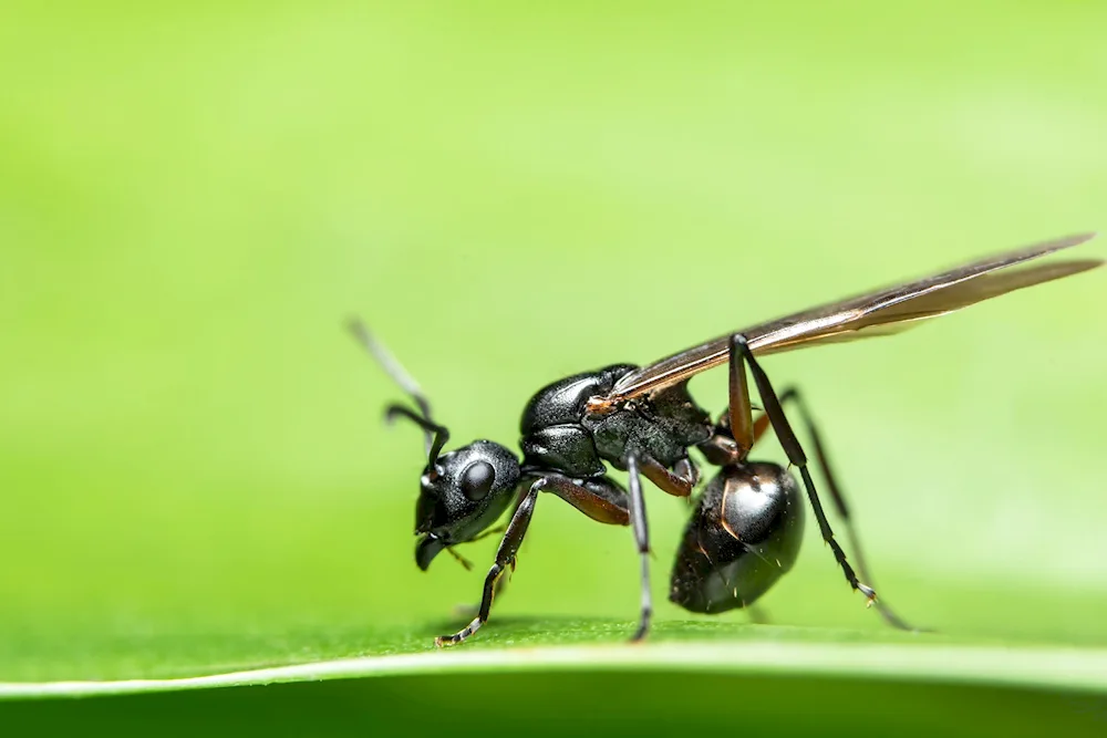 Invasion winged ants