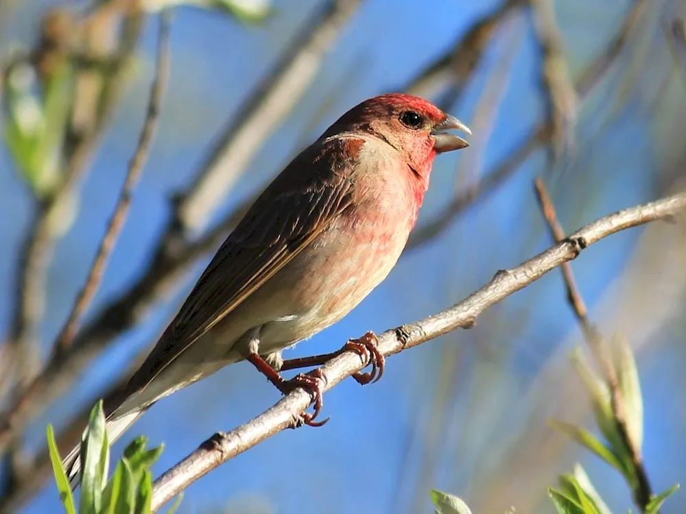 Birds of Tatarstan