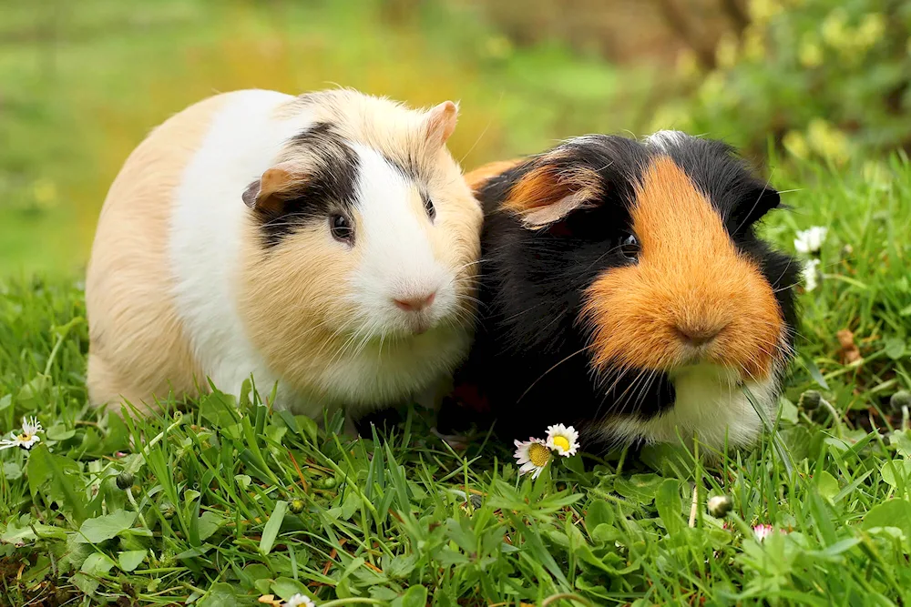 Siamese guinea pig