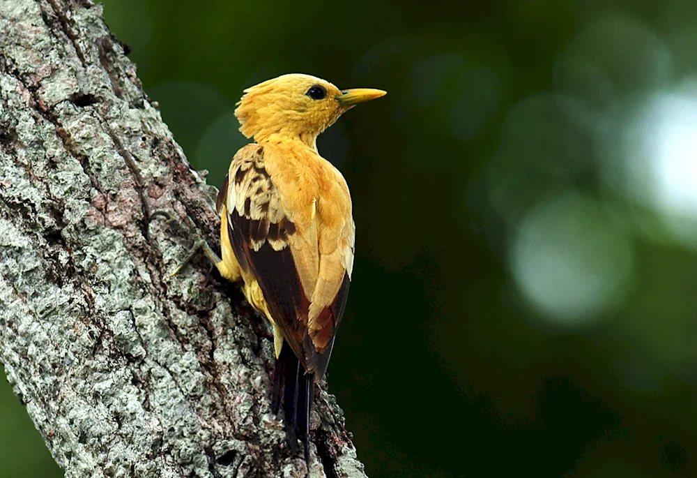 Celeus Woodpecker