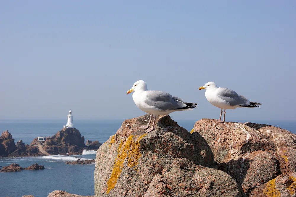 Gull Utes Crimea