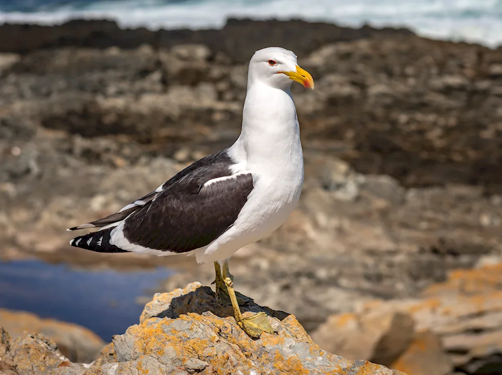 Northern gull