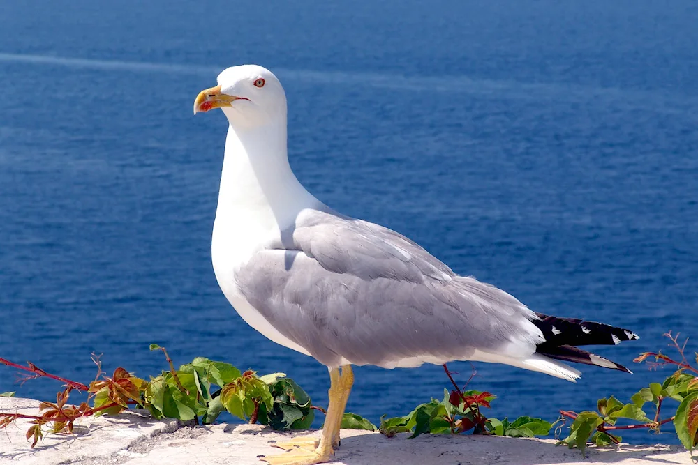 Gull Cormorant