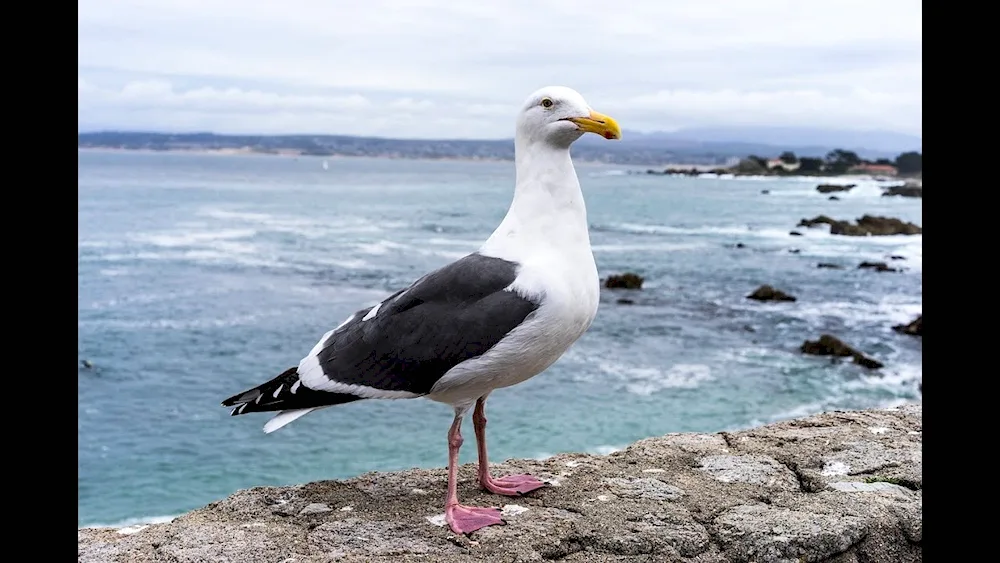 Moran Gull Larus Marinus