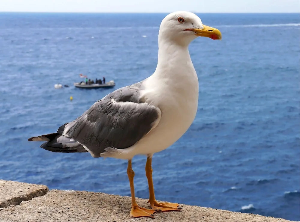 Cockaded Gull Albatross