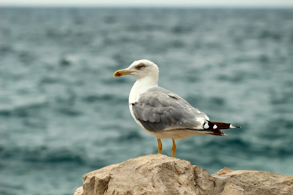 Cockaded Gull Albatross