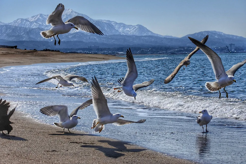 Cockaded Gull