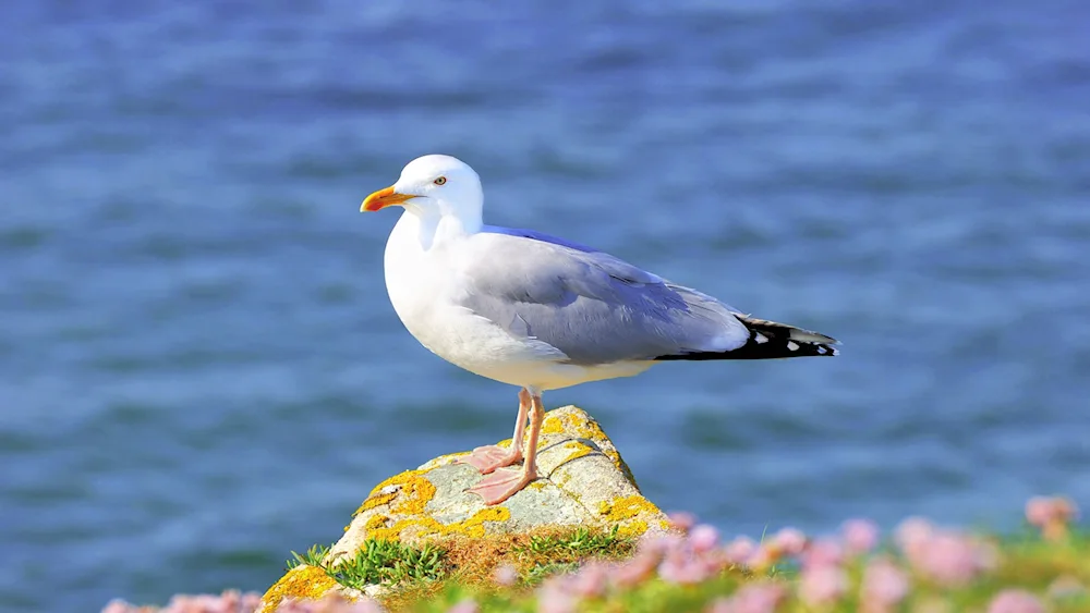 Crimean Cormoran gull